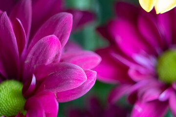 Fototapeta na wymiar close up of flower purple petals green center