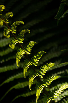 Fern frond