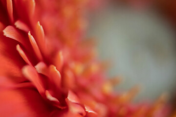 Fototapeta na wymiar close up of flower