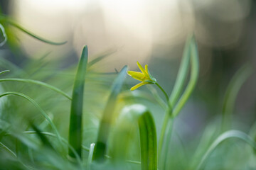 Gagea lutea, known as the yellow star-of-Bethlehem, is a plant in the family Liliaceae. Yellow star-of-Bethlehem (Gagea lutea) flower selective focus with beautiful bokeh background