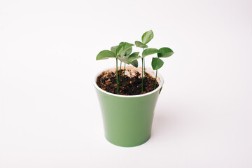 Some Pamela plant sprouts in a green plastic pot.