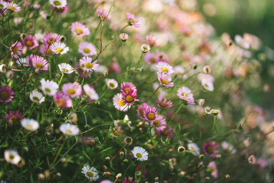Erigeron