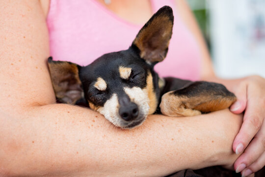 Foxterrier Dog Sleeping On Lap