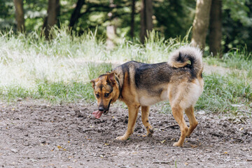 Pet discerning something on ground
