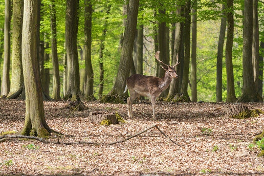 European fallow deer - Dama dama grazes in a deciduous forest. Wild photo.