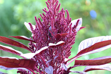 Summer flowering amaranth