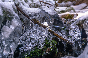 Fototapeta premium Iced Grass Plants Under Ice And Snow