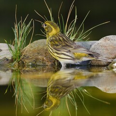 European Serin, Serinus serinus in the water of a bird's waterhole. Reflection on the water. Czechia. Europe. 