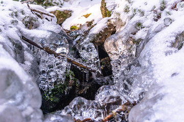 Iced Grass Plants Under Ice And Snow