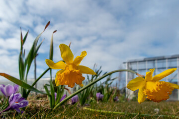 Daffodils hang in the winter garden with a starting blue sky looking at the grass and away from the crocuses