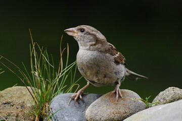  House sparrow, Passer domesticus, female stands on stone with grass by the bird's waterhole. Czechia. Europe. 