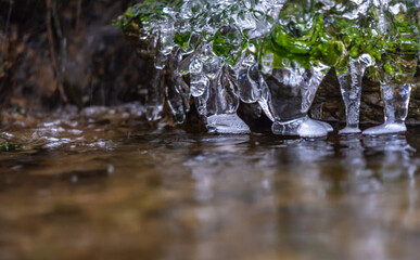 Fototapeta premium Iced Grass Plants Under Ice And Snow