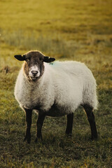 Black headed sheep with fluffy and soft woolen fur. Sheep is watching to the camera. Sheep is relaxed eating grass .