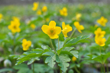 Obraz premium Spring in the forest blooms anemone yellow (Anemone ranunculoides).
