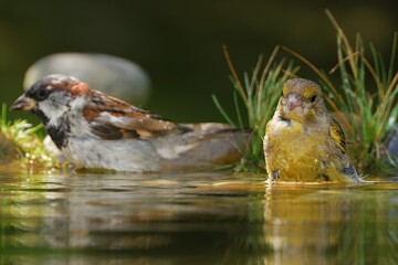 The European Greenfinch (Chloris chloris) and house sparrow bathe in the water of a bird's waterhole. Czechia. Europe. 
