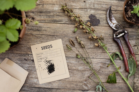 Overhead shot of Aquilegia seeds on top of paper envelope ready to be stored away for next gardening season