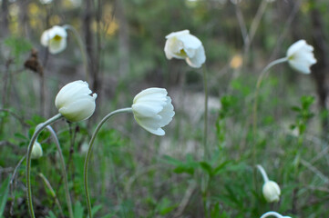 In the wild, Anemone sylvestris blooms in the forest