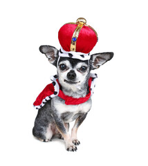 cute chihuahua dressed in a costume studio shot isolated on white