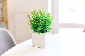 Beautiful flowerpot on white table. Home design.Cheap Fake Green Plant Against A Plain White Background In A Home