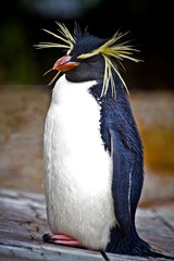 portrait shot of a Macaroni penguin in a zoo.