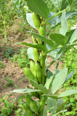 On the stem of the bean  (Vicia faba) ripen pods