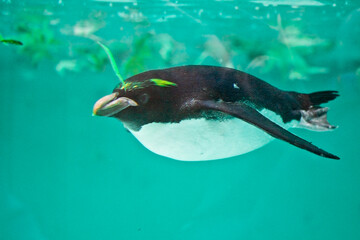 portrait shot of a Macaroni penguin in a zoo.