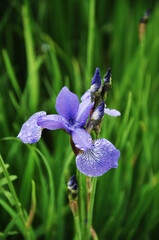 Blue flower of Iris Sibirica with water drops on rainy day