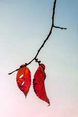 Red leaflets on a branch are isolated on a blue sky background