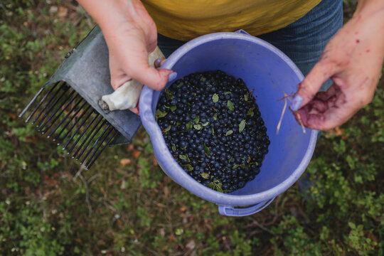 Woman hands pick litter out of blueberries