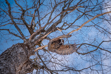 Bottom view of a Great Horned Owl in winter 