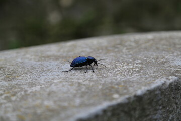 A beetle with a long mustache. Insects in nature. It