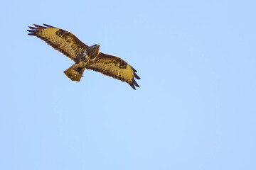 Bussard
