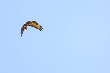 Bussard1