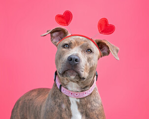 cute dog with a costume on in front of an isolated background