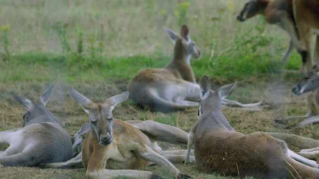 Pack of Kangaroos relaxing on grass field on hot summer day - wide shot
