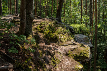 rock formation made from sandstones inside of a forest