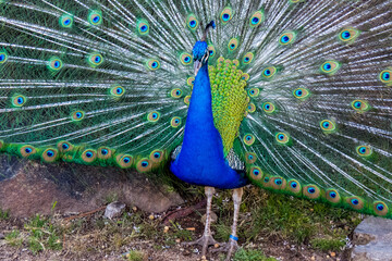 Obraz premium beautiful peacock with its tail fanned out