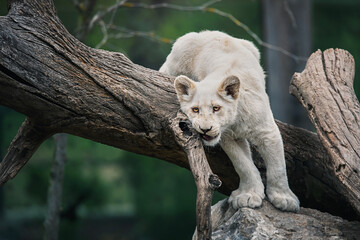 portrait of a lion