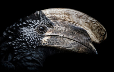 Close up hornbill