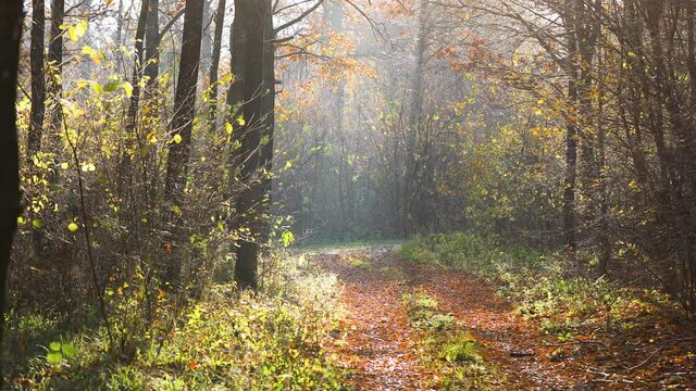 forest street sunlight field path