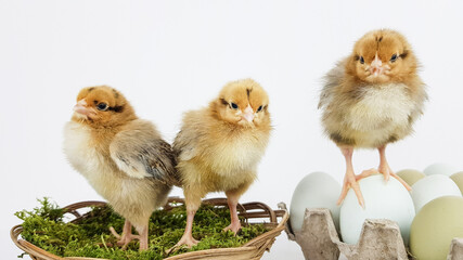 small chicks sit in a wicker basket. colorful eggs of ecological natural color are already dressed up with Easter nature.