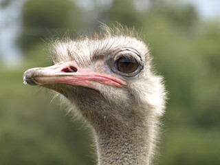 Cabeza de avestruz (Struthio camelus) con sus característicos grandes ojos y pestañas