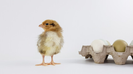 a chicken sits on a box of eggs.