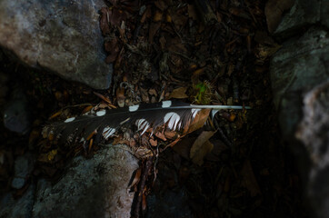 Sunlit bird feather in the middle of three rocks