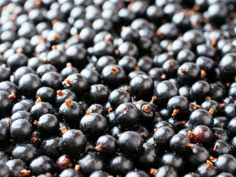 Blackcurrant berries