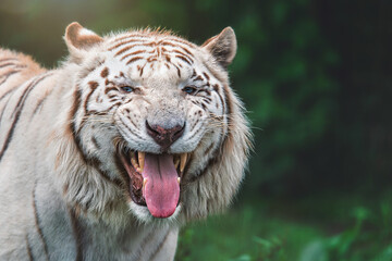 portrait of a tiger