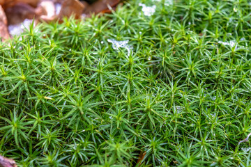 Mossy patch. Miniature landscape. Drone view imitation