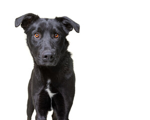 cute dog studio shot on an isolated white background