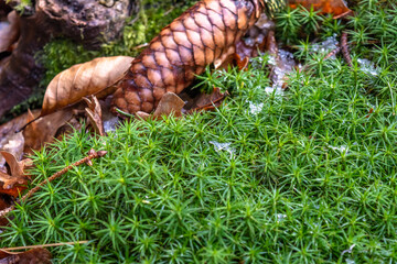 Mossy patch. Miniature landscape. Drone view imitation