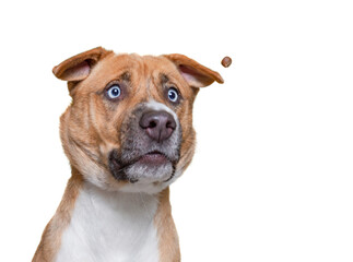 cute dog studio shot on an isolated white background